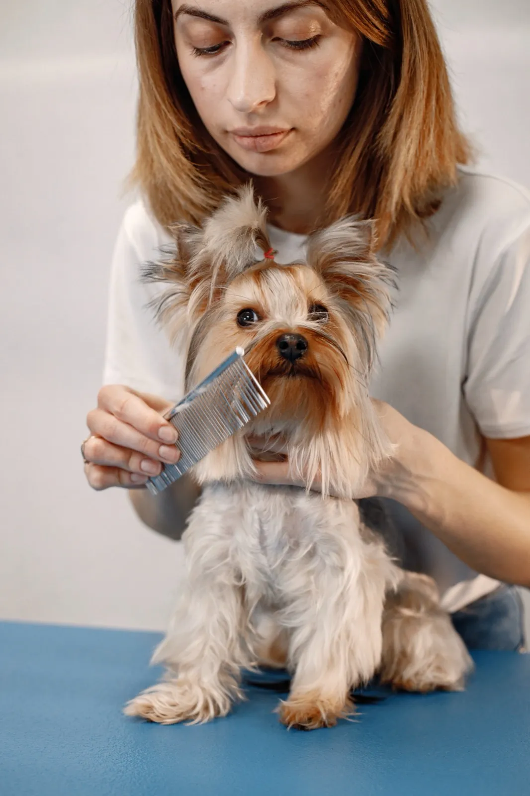 A groomer combing a small dog on a table